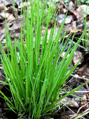 photo of green grass with dewdrops