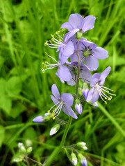 photo of green grass with dewdrops