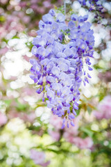 lilac flowers on a green background