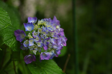 雨に濡れるアジサイの花