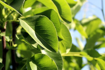 Background green pear leaves in the morning sunlight