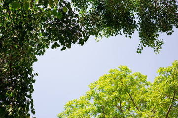 Fototapeta premium Green leaves and blue sky