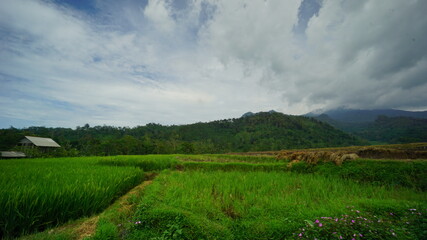 Fototapeta na wymiar The green rice field with a mountain in Semarang Central Java Indonesia