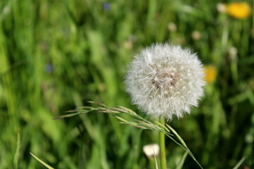 Dandelion which bloomed in the meadow under the sun