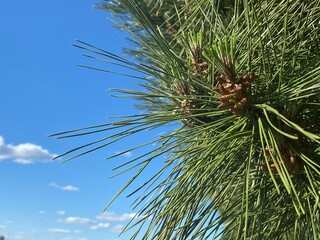 pine tree branches