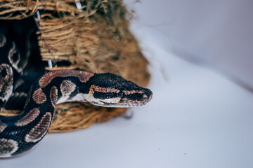 close up of a python