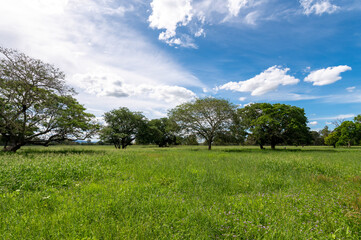 Lush green summer grazing grass with trees in the background, In Queensland