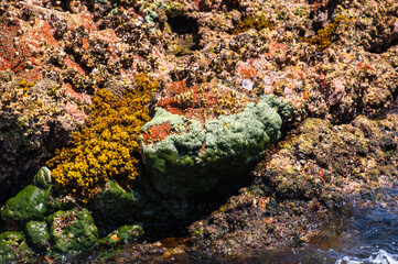 It's Nature of the Socotra Island, Yemen. UNESCO World Heritage