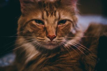 close up portrait of a cat