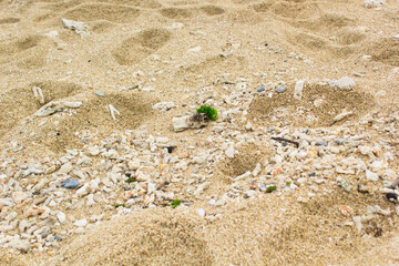 White sand beach with a mixture of coral