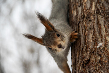 Fototapeta na wymiar squirrel in the Park
