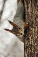 Fototapeta na wymiar squirrel in the Park
