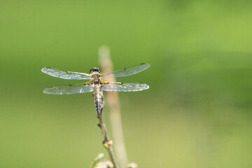 Fly