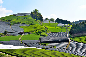 京都　和束町の石寺の茶畑