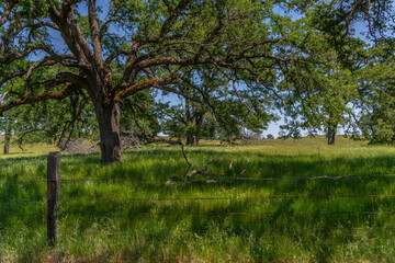 Foothills and Oak Trees-007