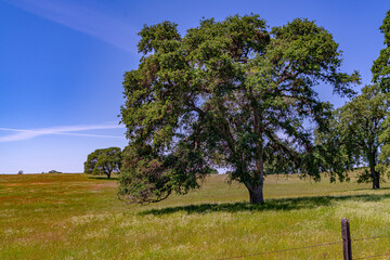 Foothills and Oak Trees-010