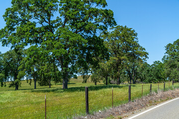 Foothills and Oak Trees-012