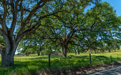 Foothills and Oak Trees-015