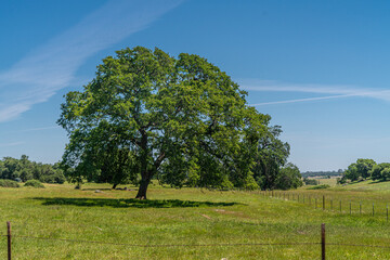 Foothills and Oak Trees-016