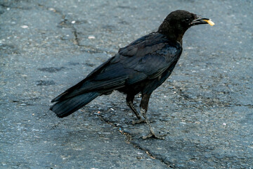 Crow and French Fry-001