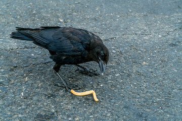 Crow and French Fry-002