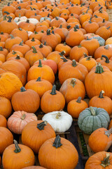 pumpkins on a farm