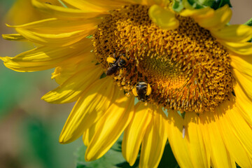 sunflower bee