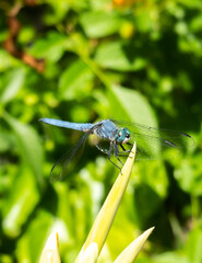 Close up Macro of Blue Dragonfly on flower in garden
