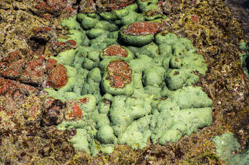 It's Socotra Island, Yemen. UNESCO World Heritage