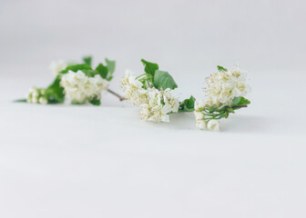 white flowers in a vase