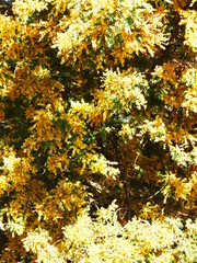 Wattle
