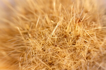 Close up brush background and macro brush textrue
