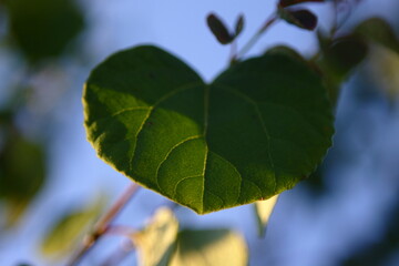 Green leaves lit by the sun