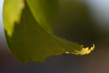 macro photos of leaves
