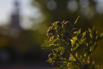 Fototapeta premium thorned plant with round flowers