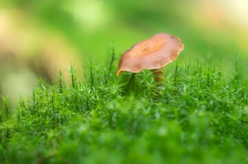 mushrooms in the grass