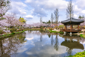 Cherry blossoms are in full bloom around the pond in Bomunjeong, Gyeongju, Korea.