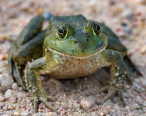 Bullfrog