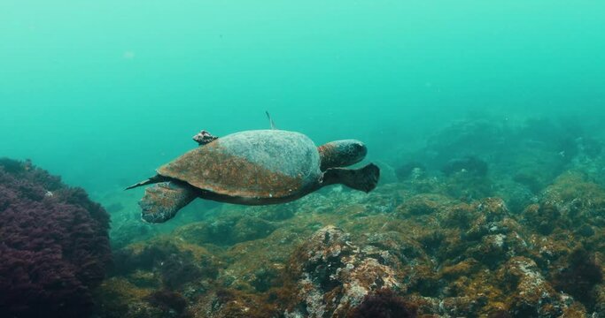 Majestic green turtle with little shell stuck to back