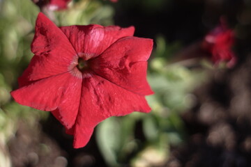 red flower 