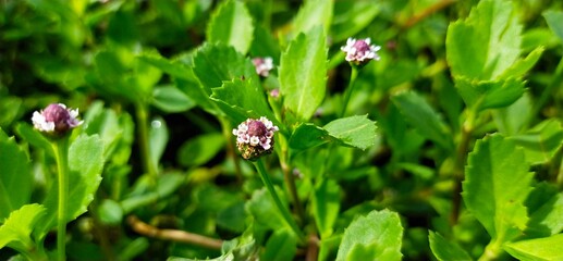 pink flowers on green grass