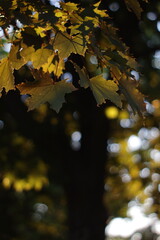 colorful leaves in sunset