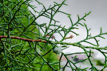 Tiny Flowers Of The Lemon Cypress