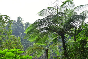 Many giant fern trees in cliffs and valleys, vines and bushes are located in Indonesia's tropical rain forests. can be used as background and wallpaper. the concept of web banners.