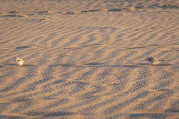 a piping plover couple stand at a distance