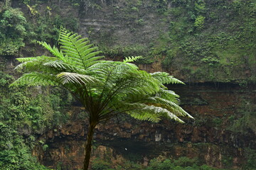 Many giant fern trees in cliffs and valleys, vines and bushes are located in Indonesia's tropical rain forests. can be used as background and wallpaper. the concept of web banners.
