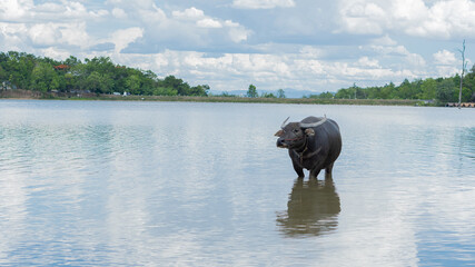 Fototapeta na wymiar Black buffalo or water buffalo Water buffalo which generally lives in swampy areas which can still be found in Thailand