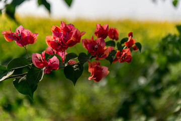 red flowers in the garden