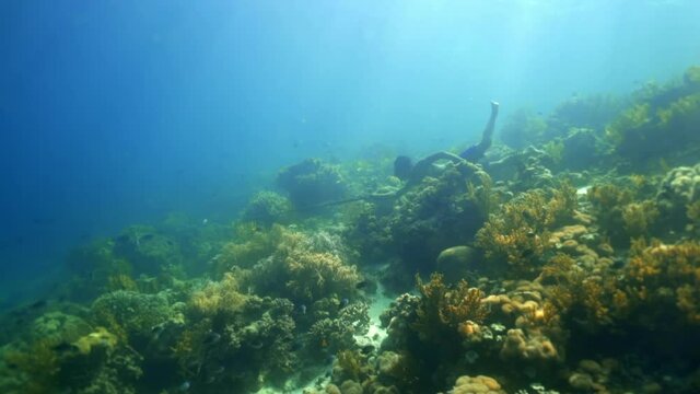 Full length of shirtless man spearfishing while swimming over coral in sea - Wakatobi Regency, Indonesia