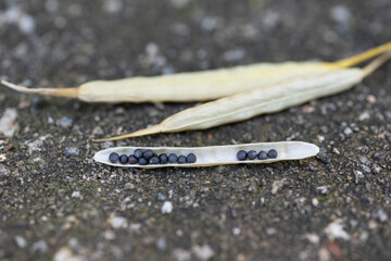 Seeds of canola flower are on a stone.
